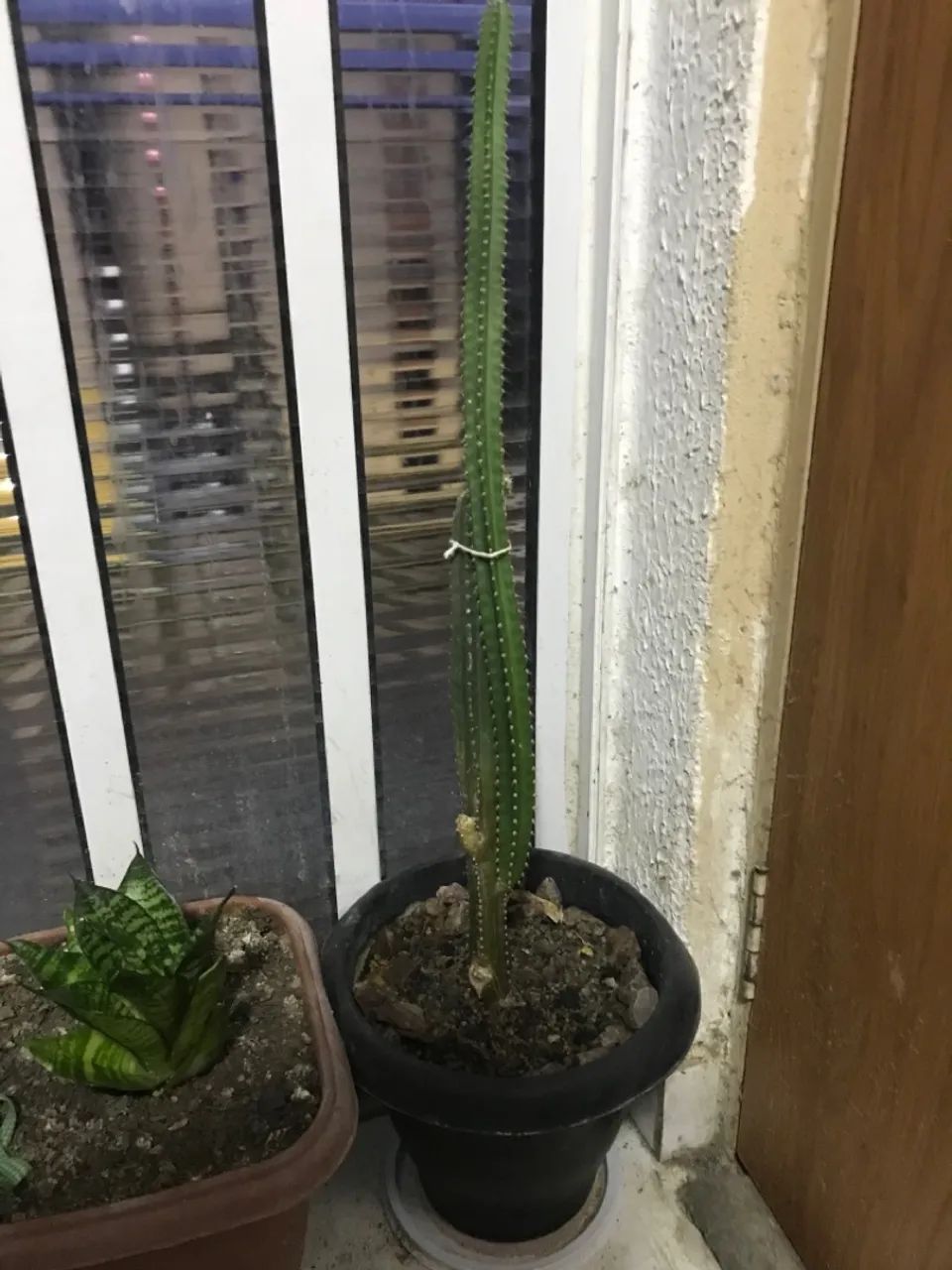 Cacto 