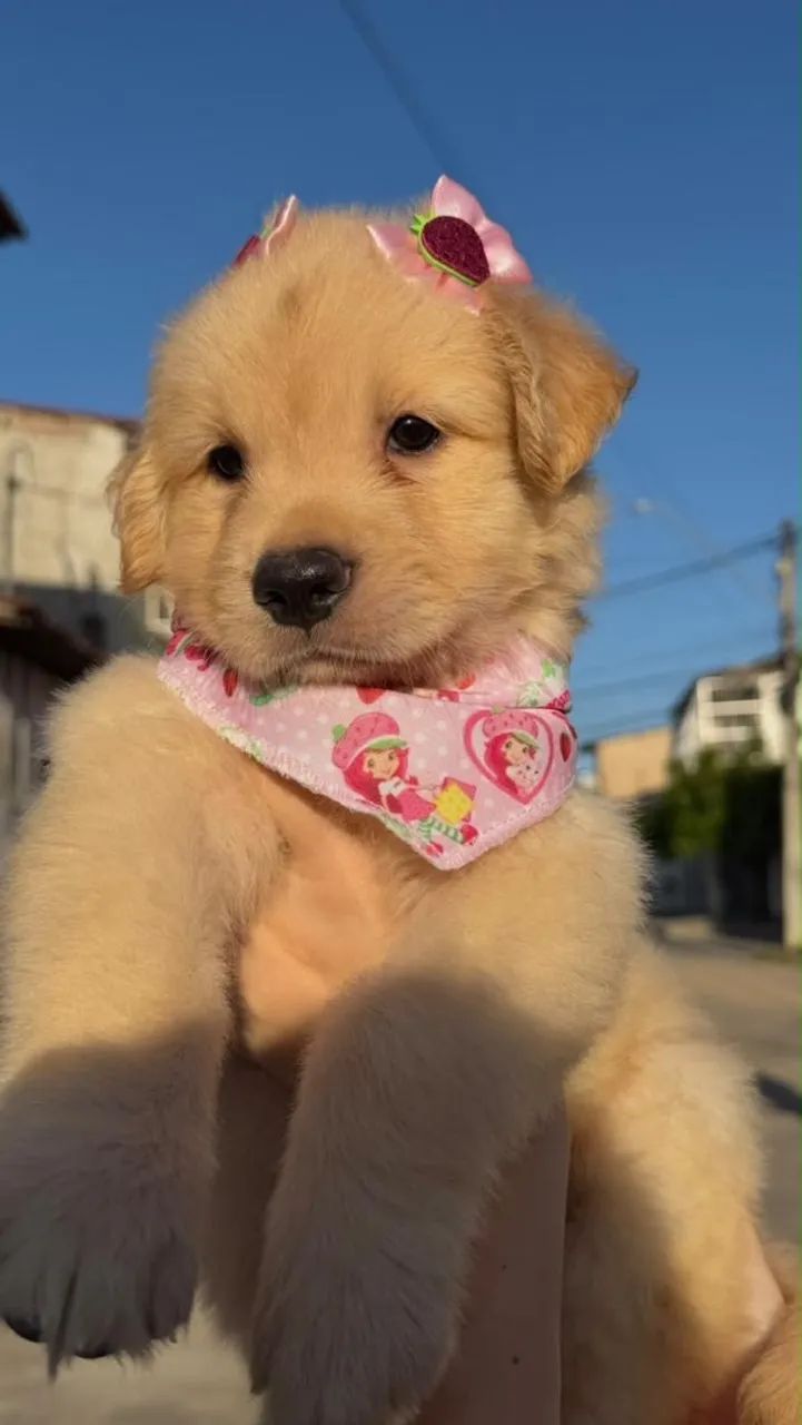Filhotes golden RETRIVER 