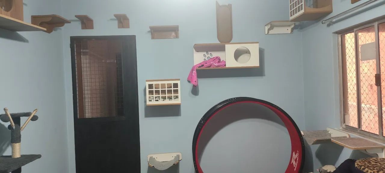 Hospedagem felina - Foto 5