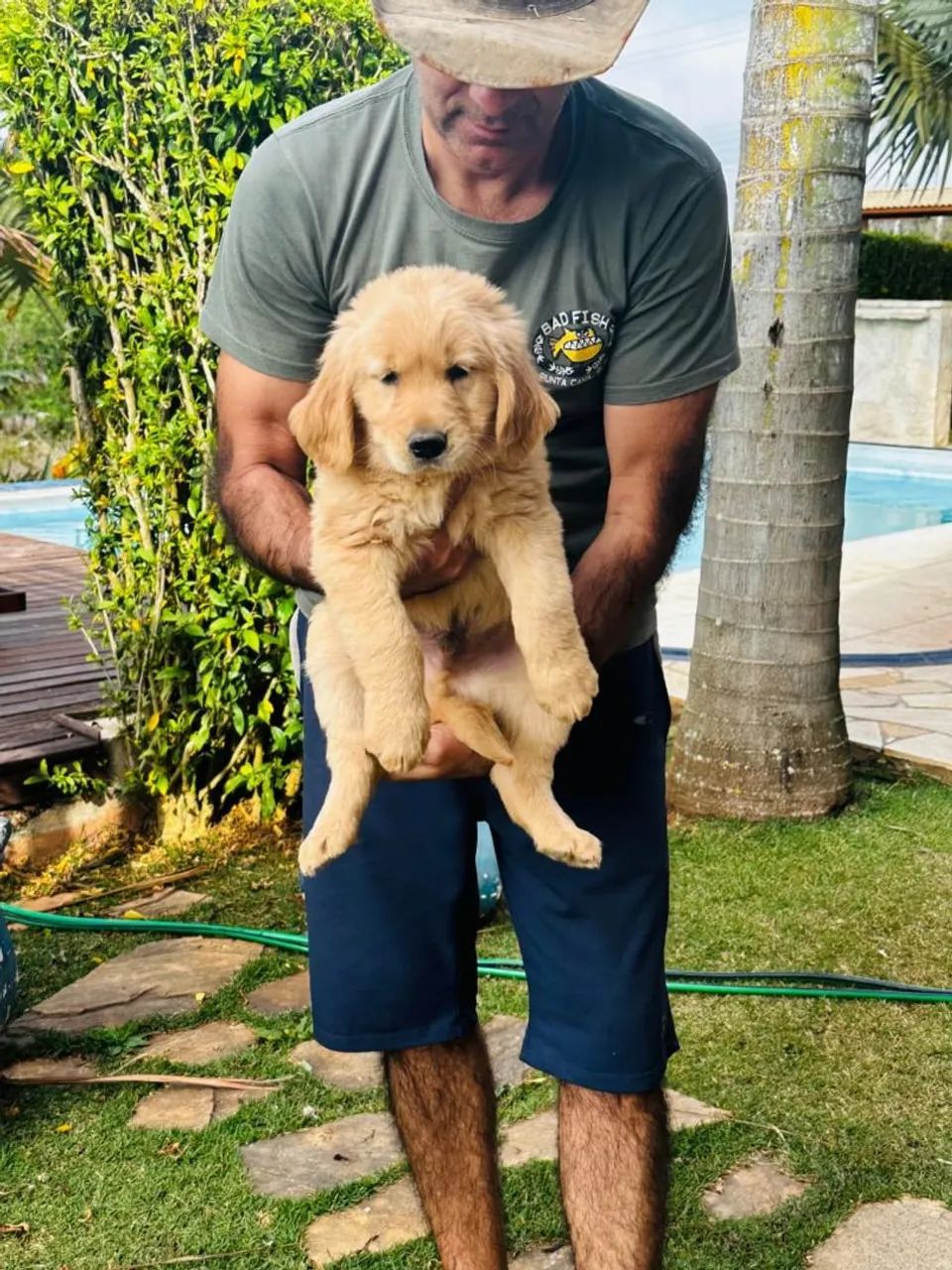 Golden Retriver macho lindo - Foto 4
