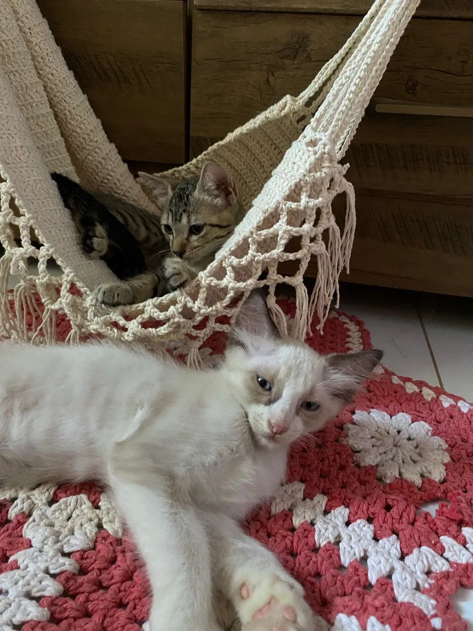 Gatinhos para doação  - Foto 3