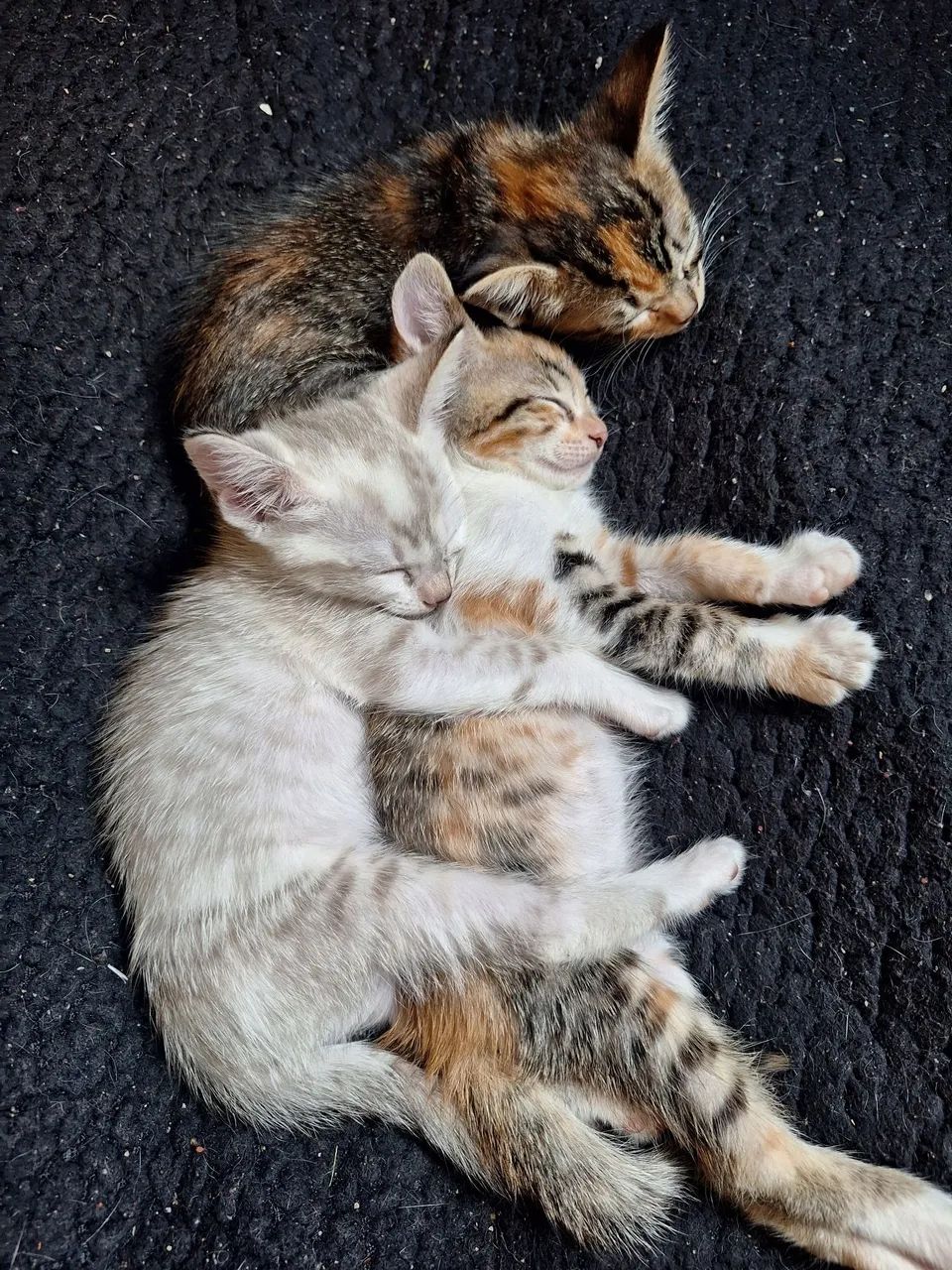 Gatinhas pra Doação ?