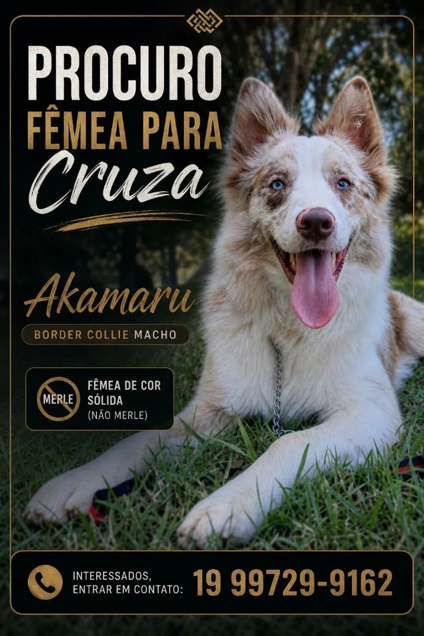 Procuro fêmea