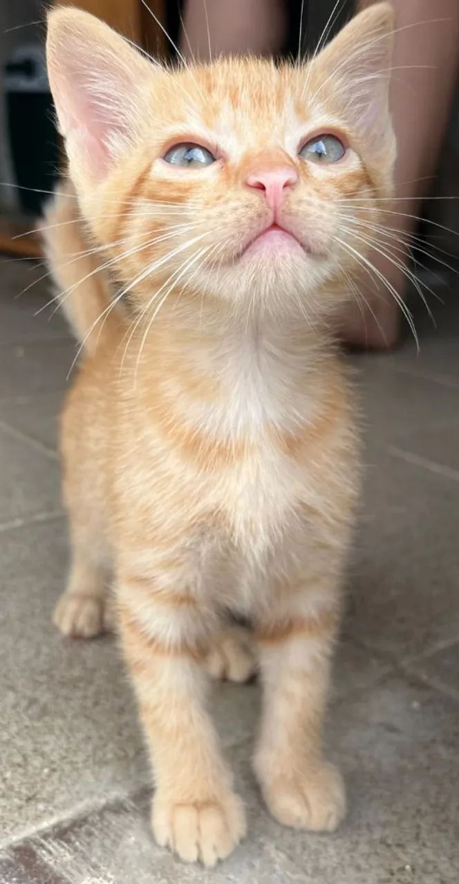 Gatos para adoção  - Foto 3