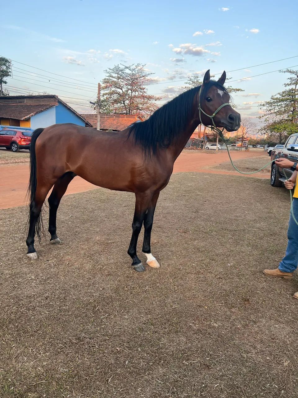 Cavalo árabe  - Foto 2