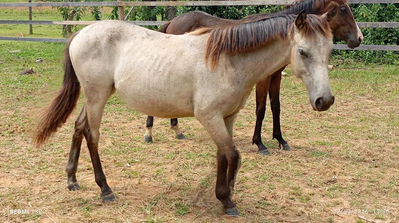 Vendo ou negocio  - Foto 2