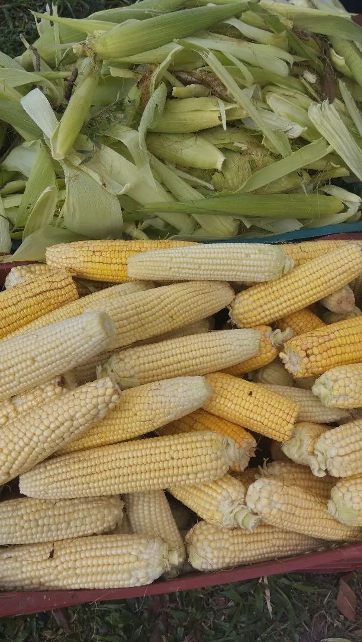 Milho Verde Sem Casca - Direto da Roça! 6 por R$5