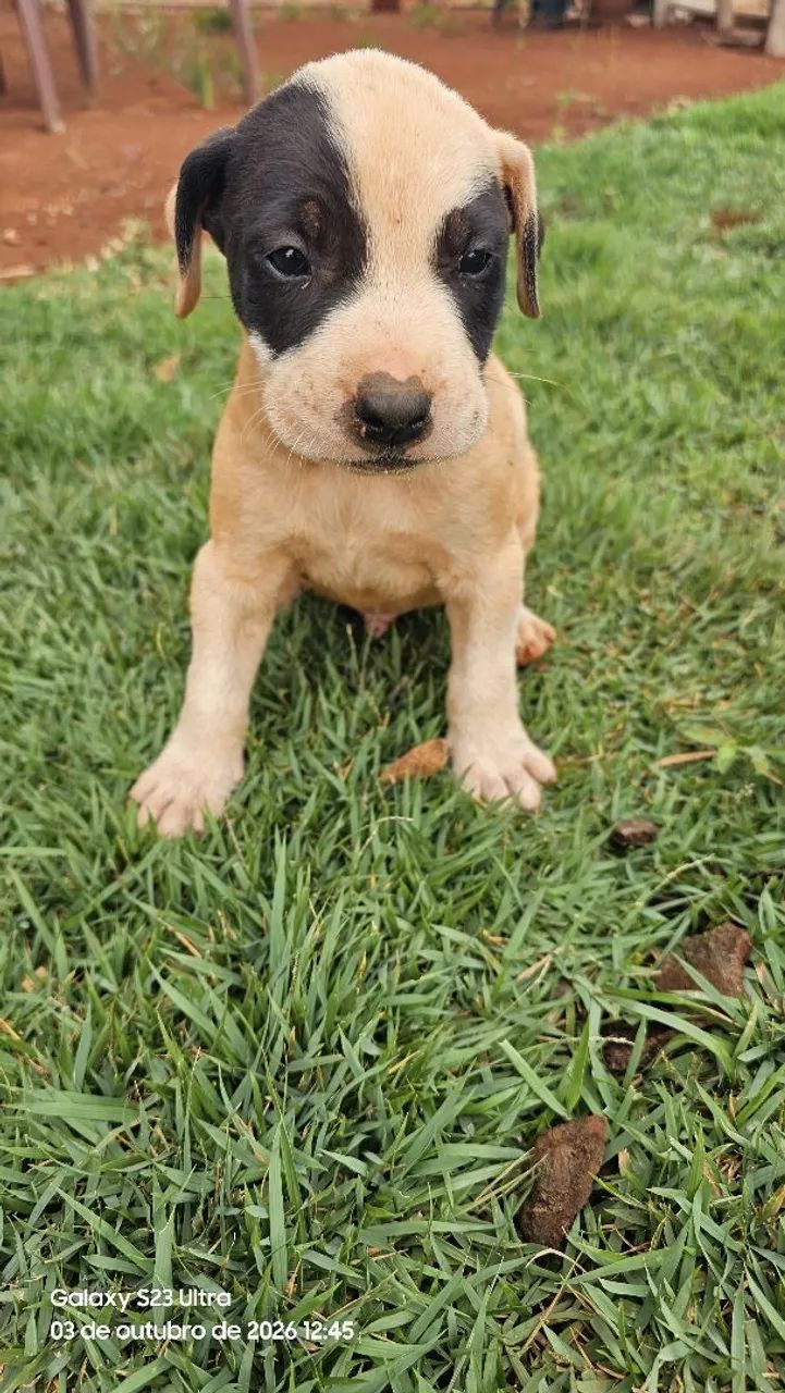 Filhotes de pitbull  - Foto 2
