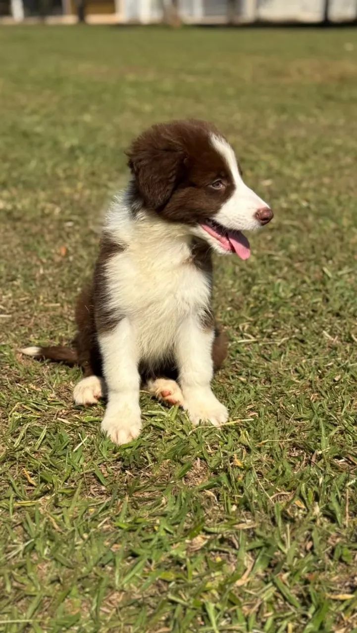 Border Collie chocolate - Foto 2