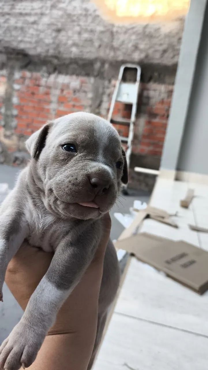 Filhotes de Pitbull legítimo  - Foto 3
