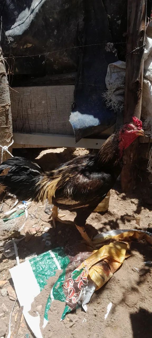 Galo carijo mestiço 