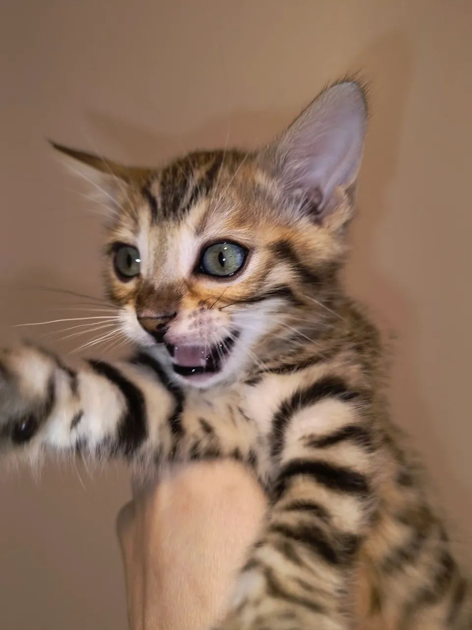 Gato de bengala com PEDIGREE  - Foto 4