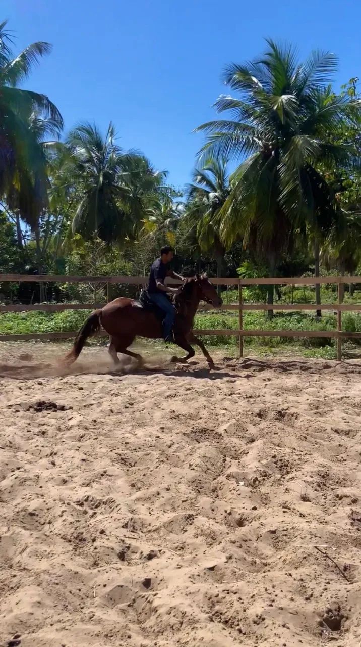 Cavalo QM - Foto 5