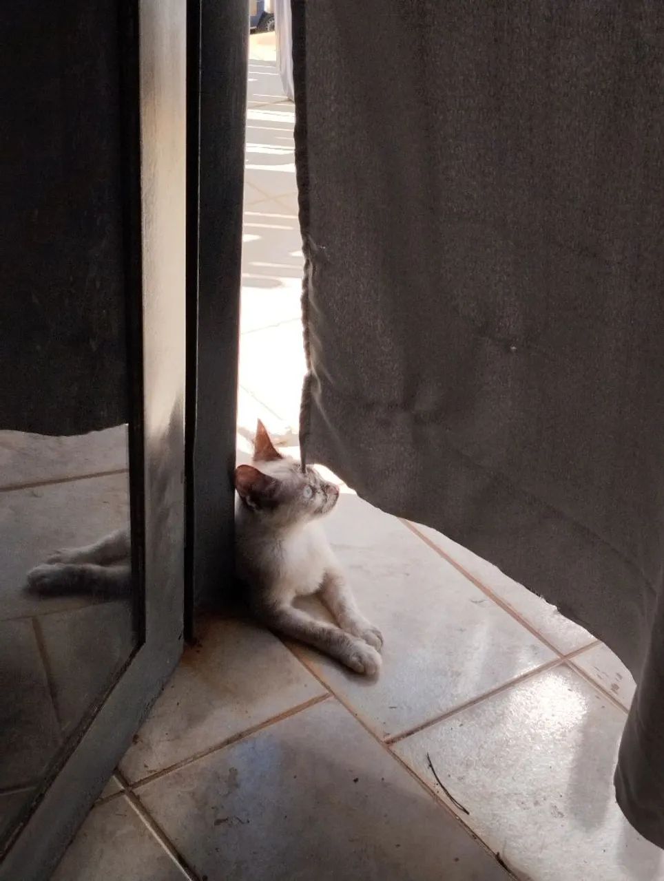 Gata para adoção 