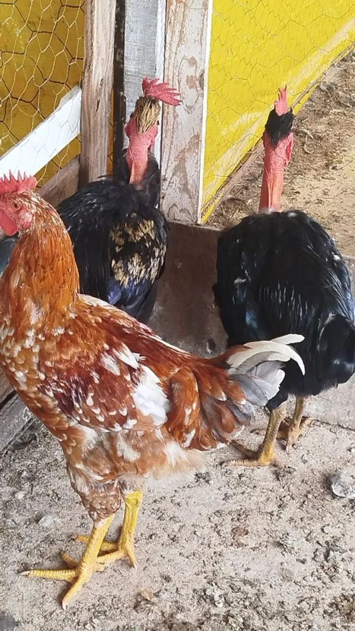 Vendo frango GSB Polaco. - Foto 3