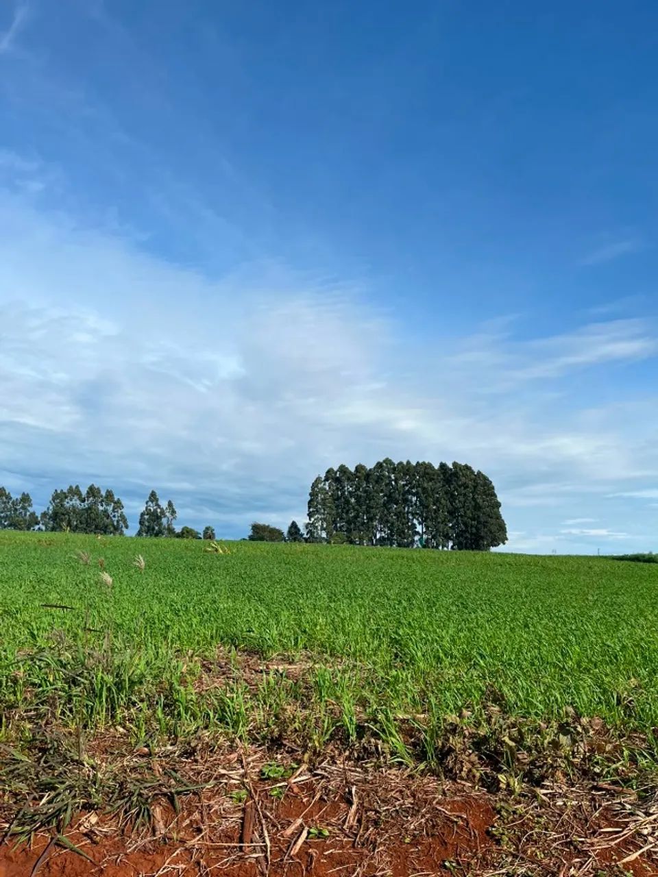 Área de 10,5 alqueires a 02 km da br 277 - Foto 3