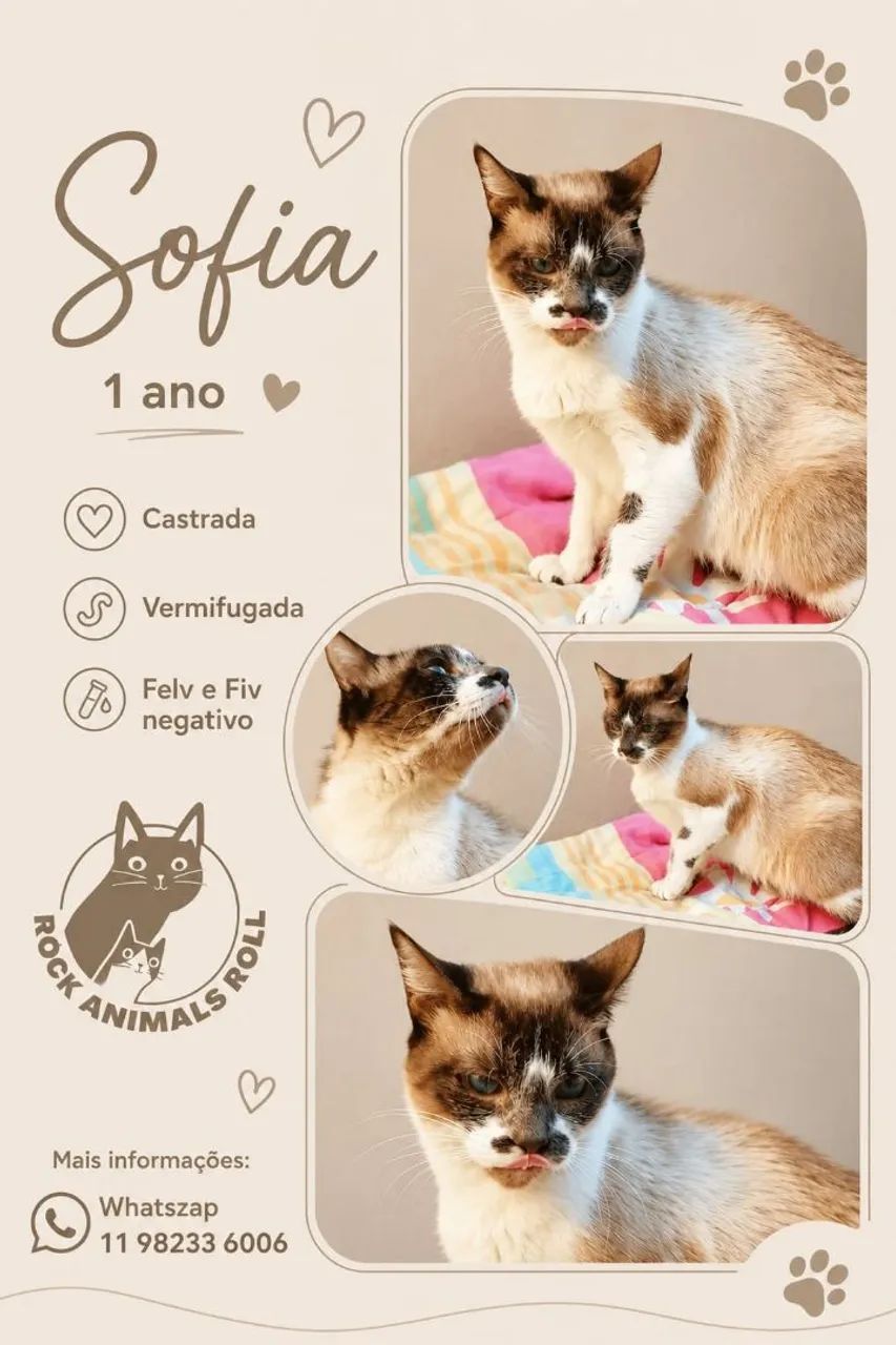 Sofia  um charme 1 ano castrada