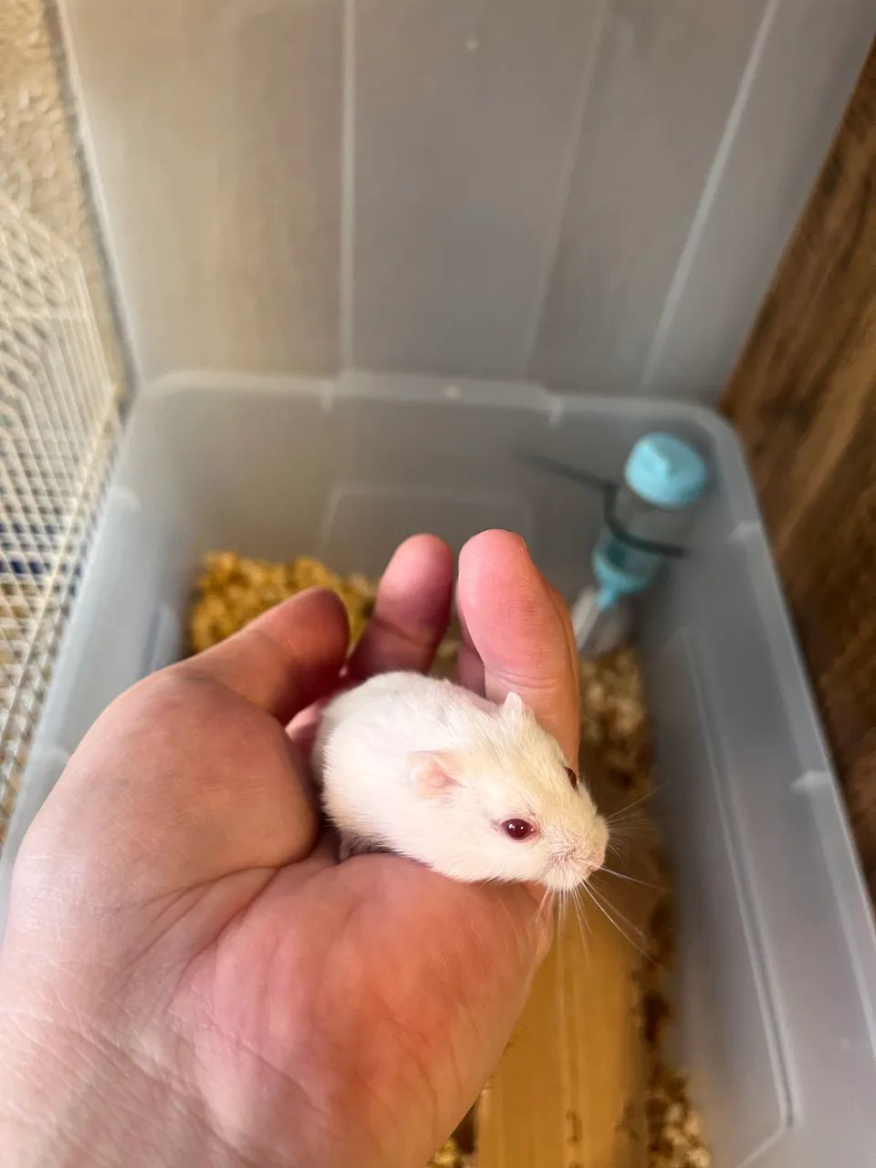 Ramister anão Russo - Foto 3