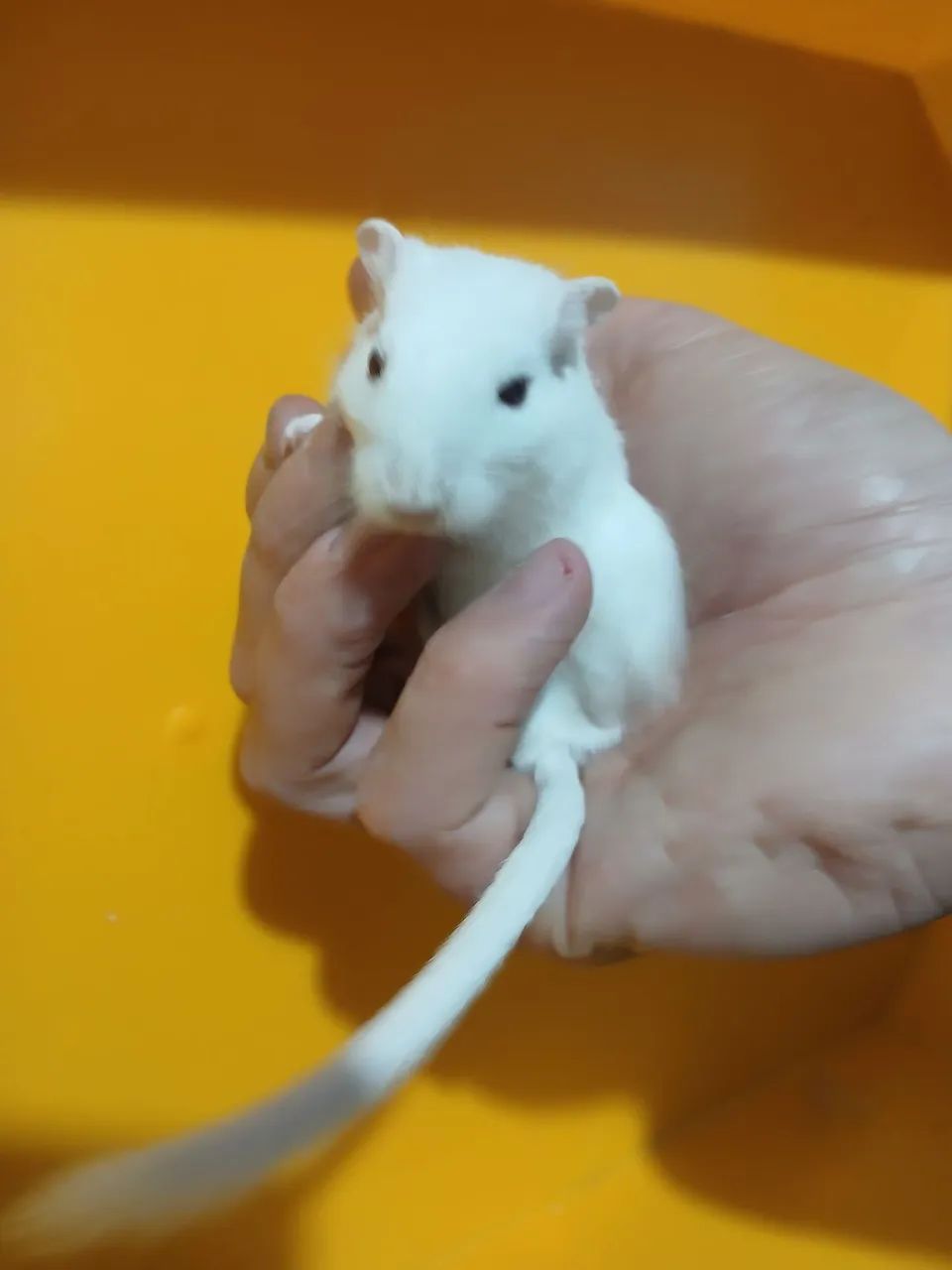 Esquilo da Mongólia  - Foto 2