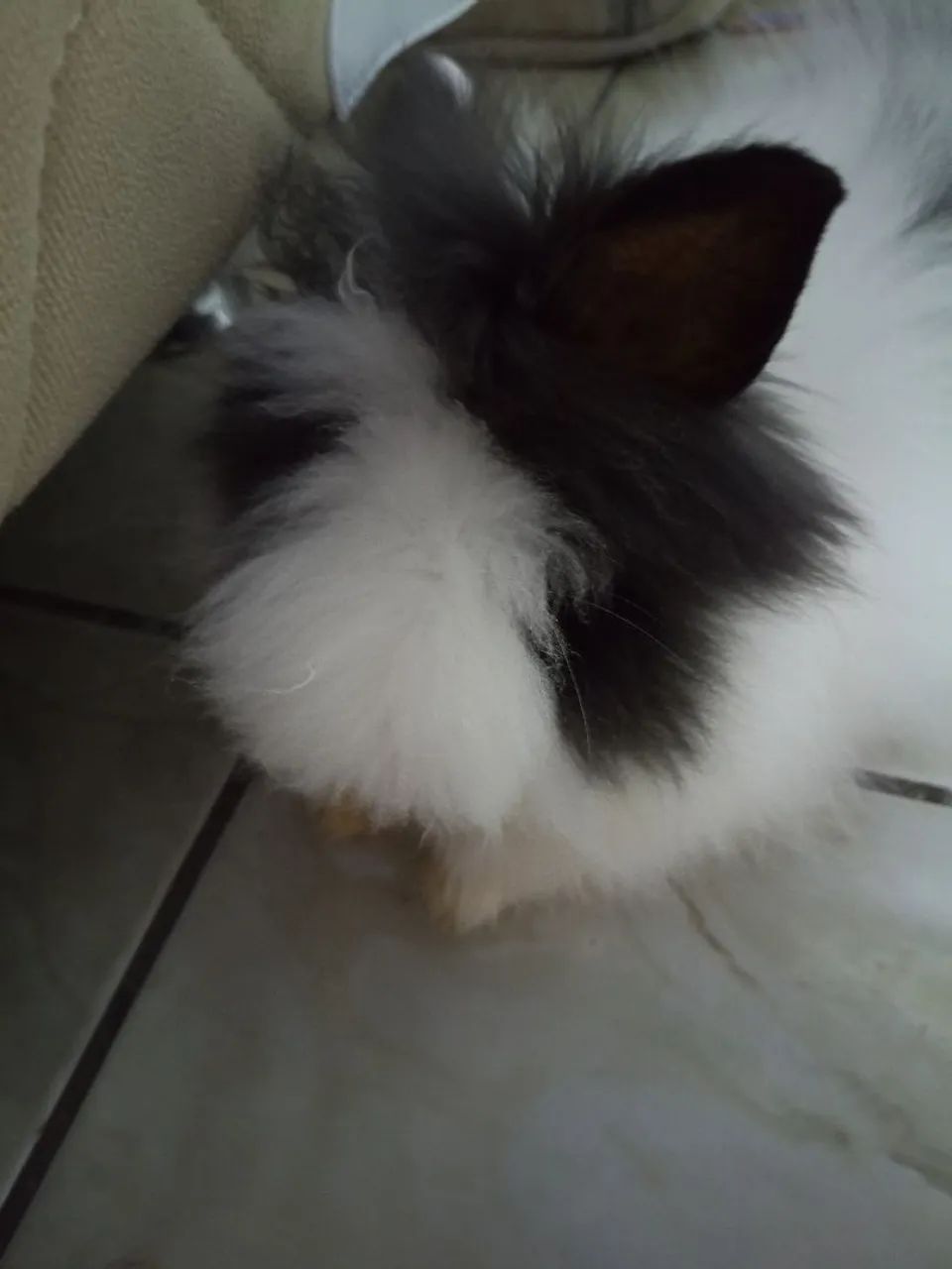 Coelhos  - Foto 2
