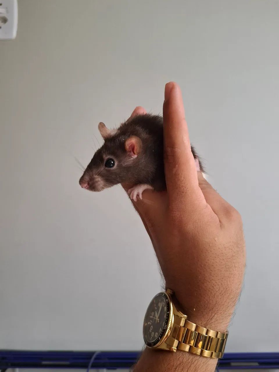 Filhotes de Rato twister  - Foto 2