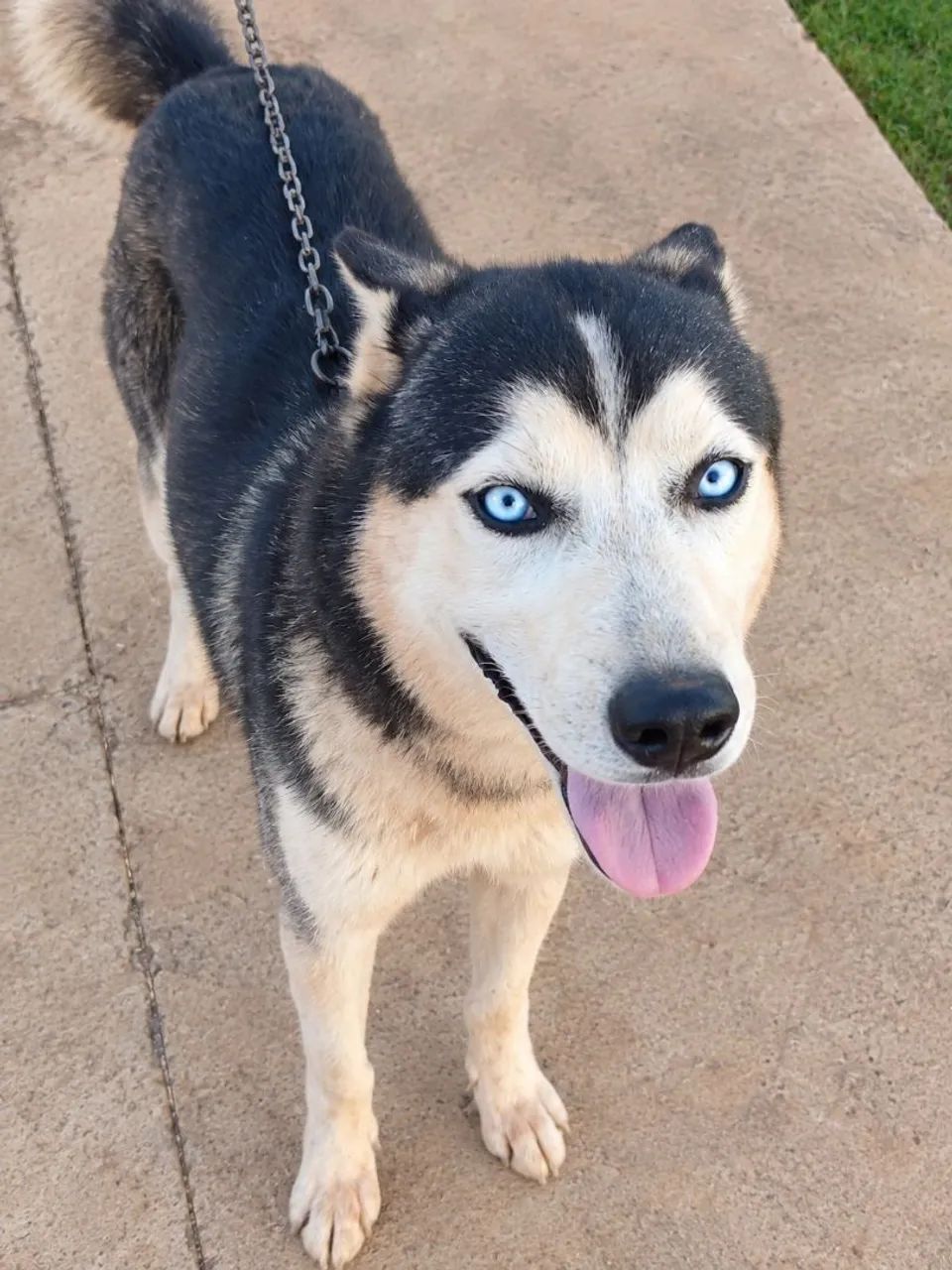 Husky Siberiano
