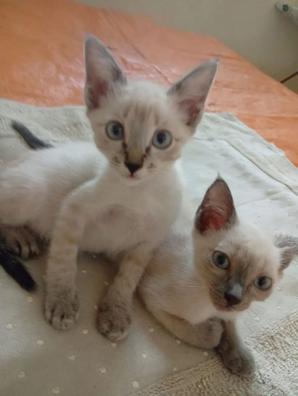 Gatinhos para adoção responsável *) - Foto 4