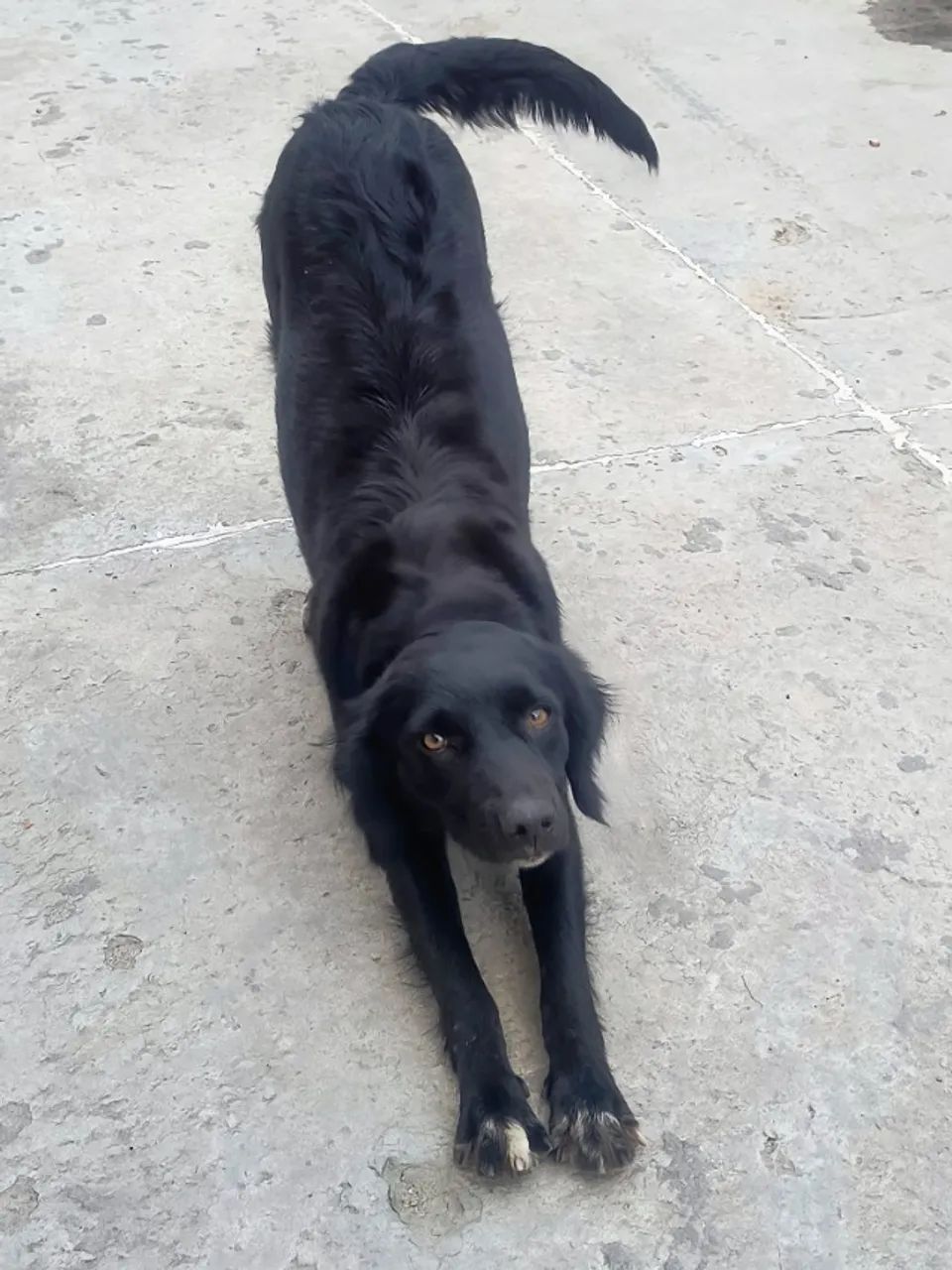 Cachorro adoção  - Foto 3