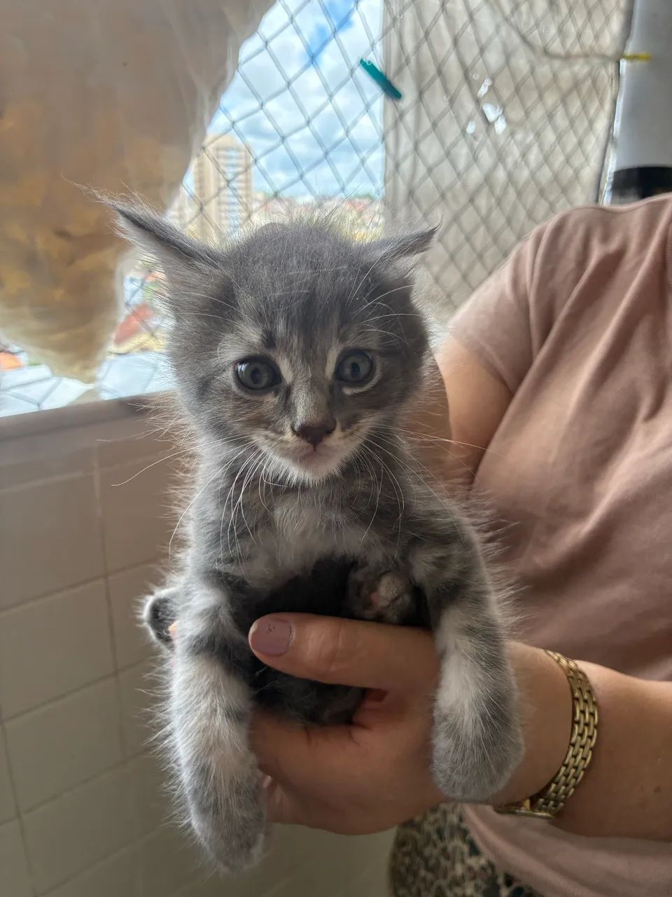 Vendo lindos filhotes da raça Maine Coon