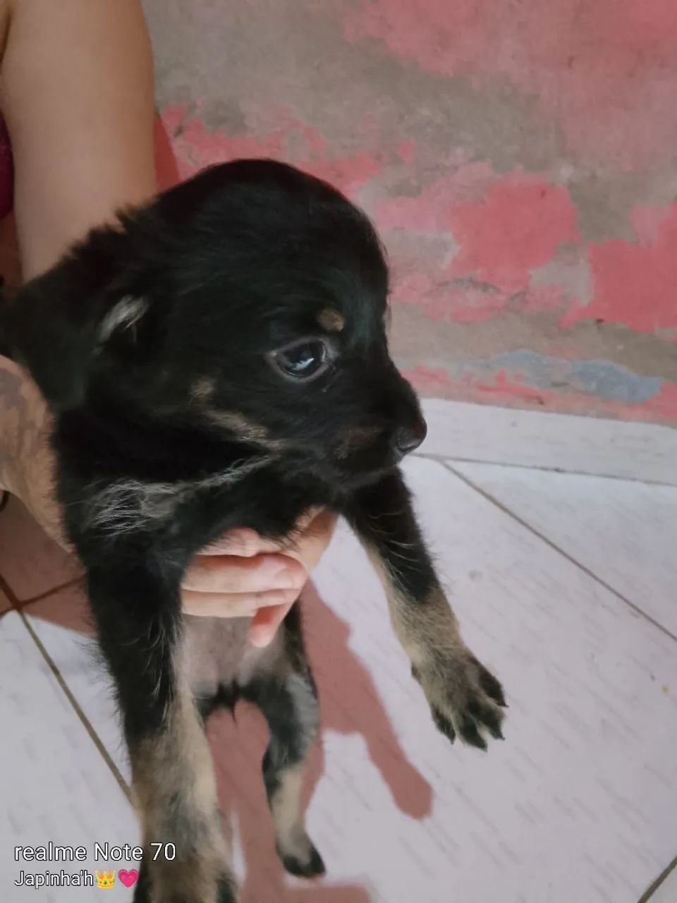 Cachorra pinscher 