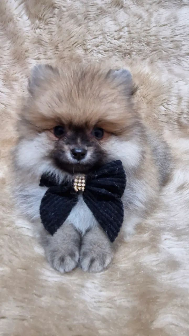 Spitz  alemão anão 