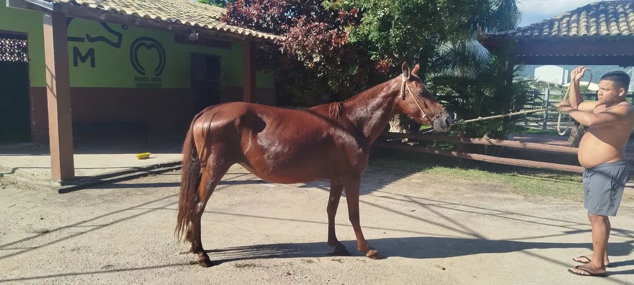 Vendo linda égua alazã somente pra reprodução  - Foto 6