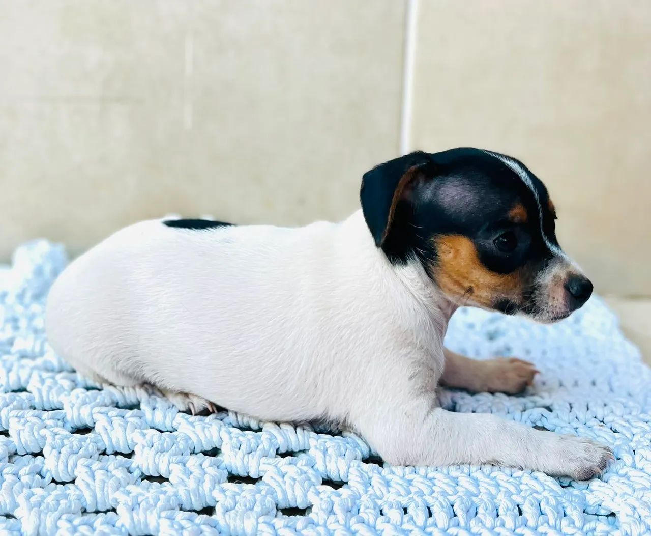 Cachorro Pinscher  número  1 - Foto 3