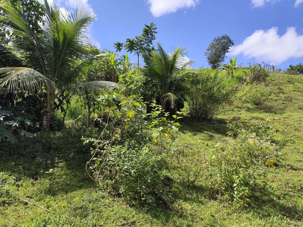 7 tarefas de terra em Cotegipe  - Foto 5