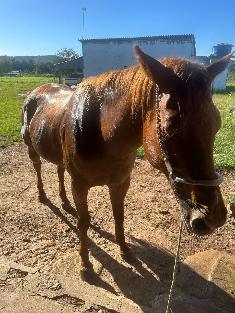Égua de vaquejada