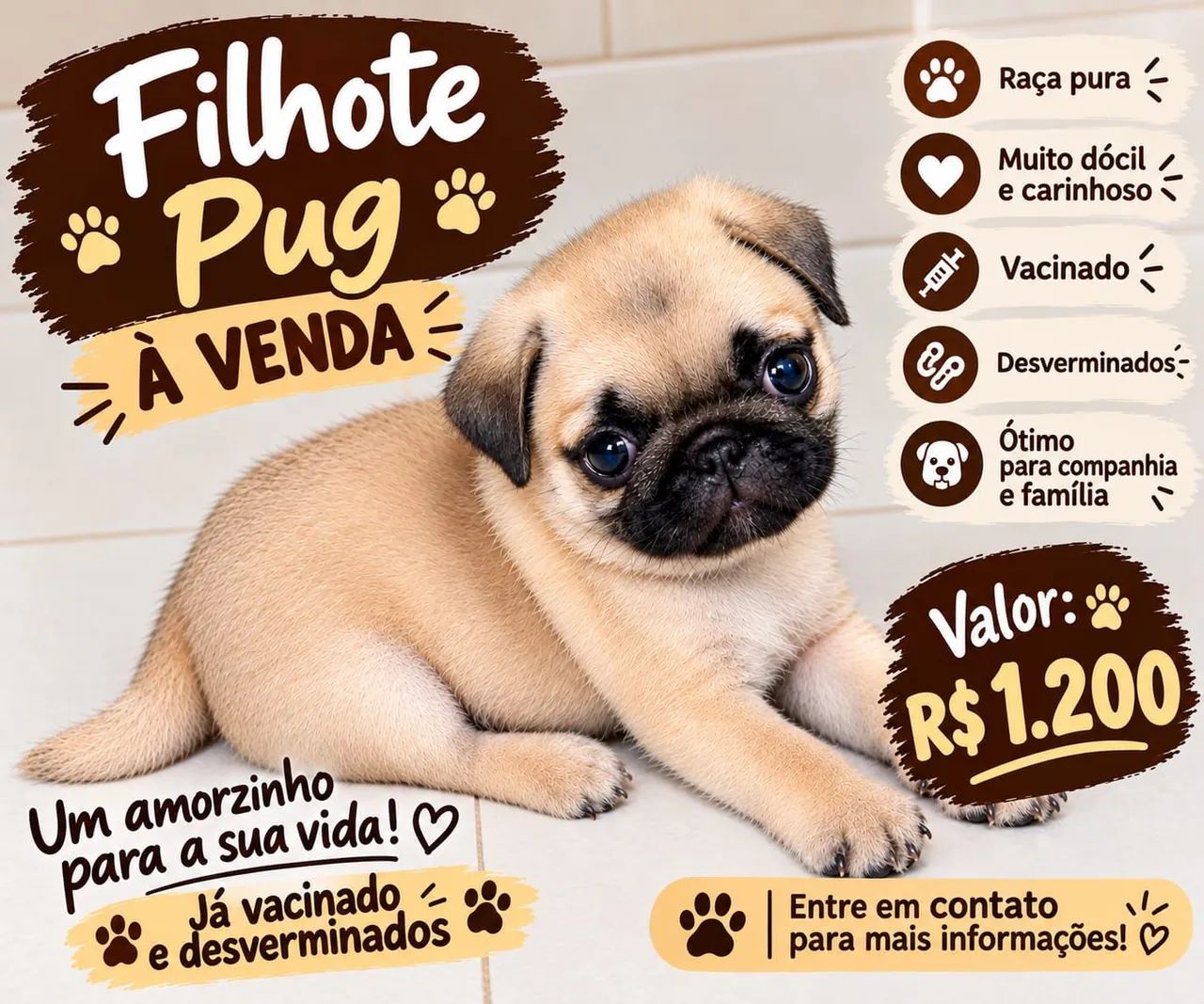 Filhote de pug macho 