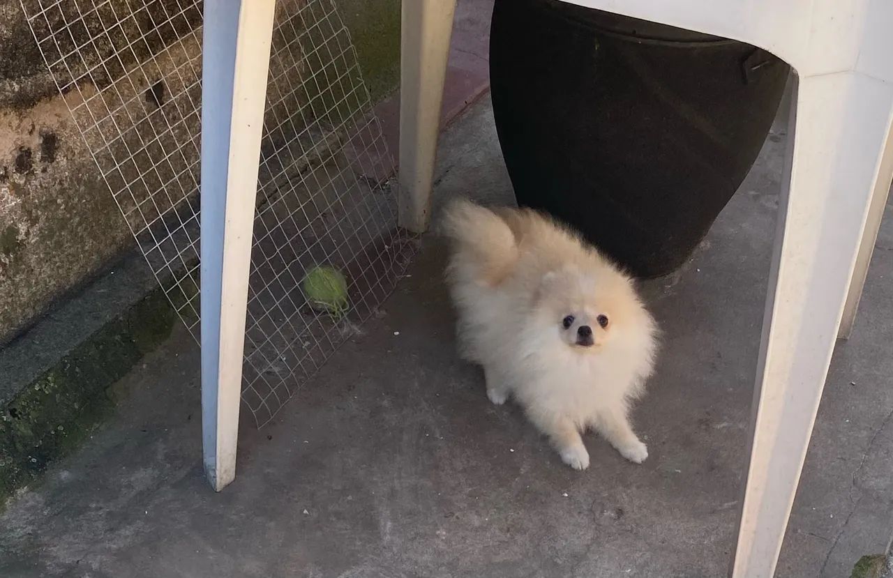 Spitz alemão  - Foto 2