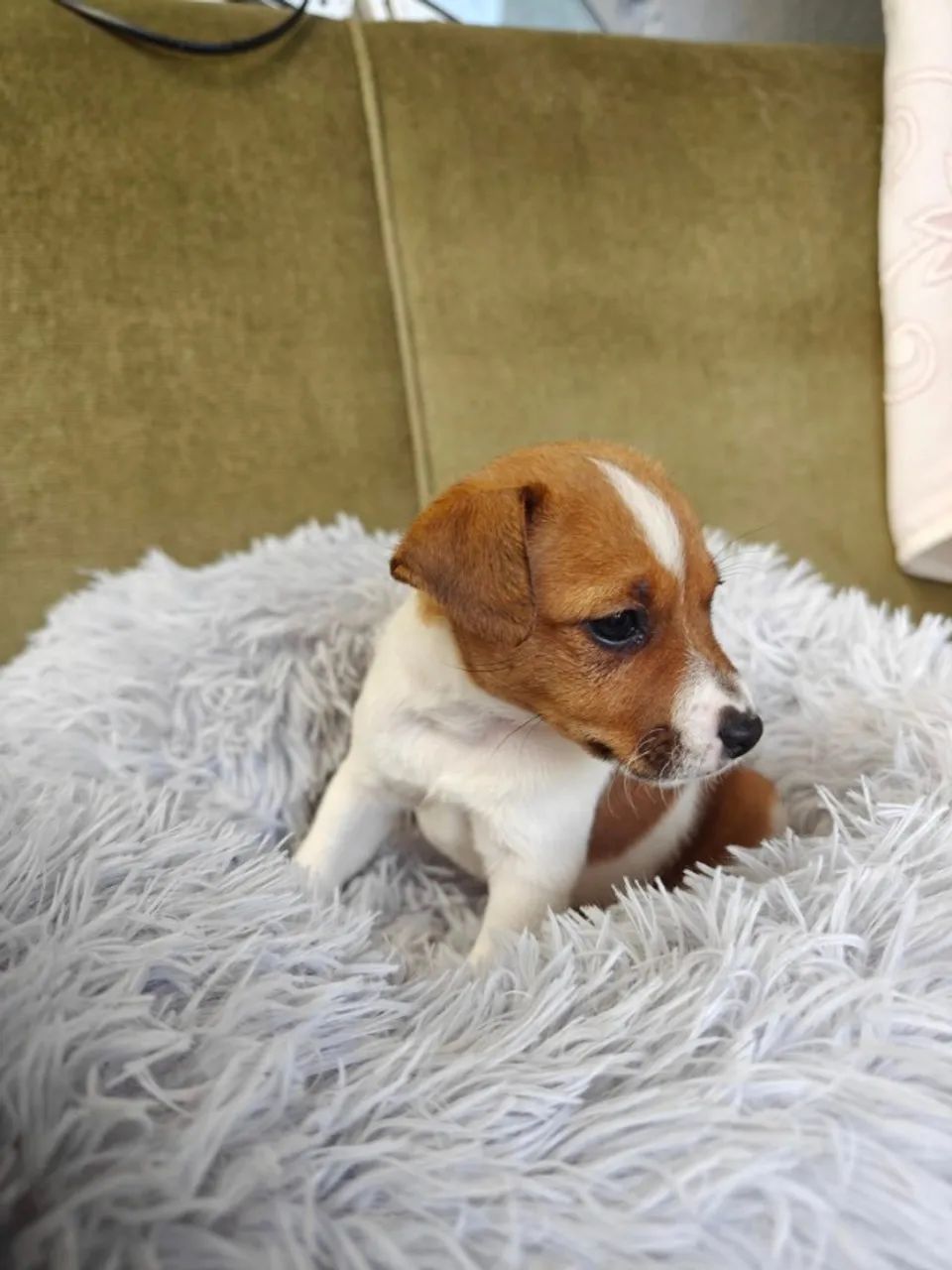 o cachorro do mascara  - Foto 3