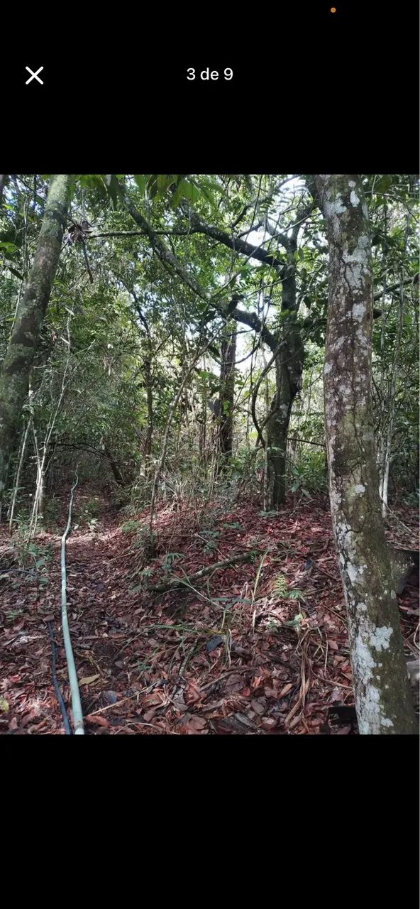 Sítio 33 ha em campo verde mt  - Foto 4
