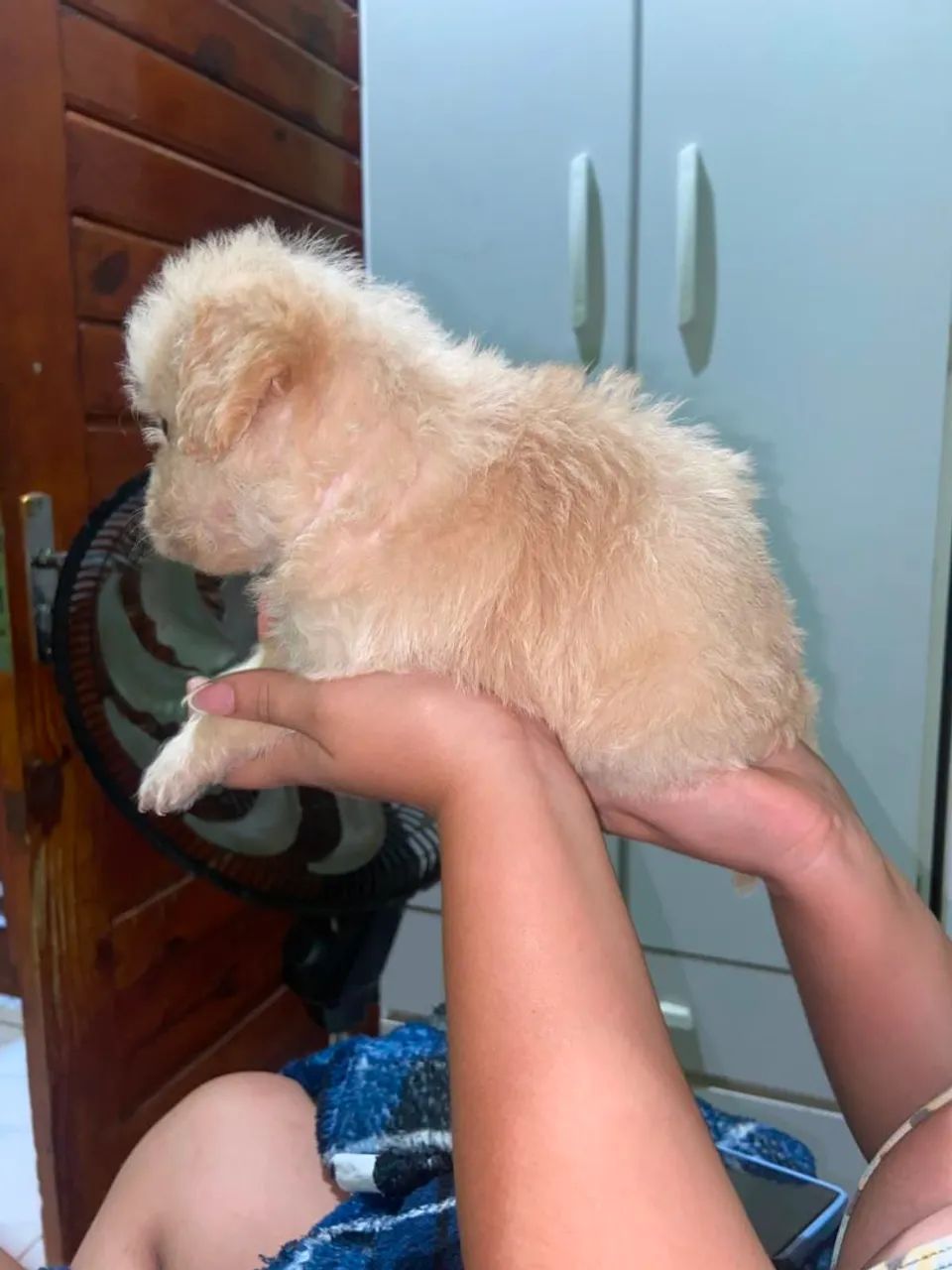 Vende cachorro  - Foto 2