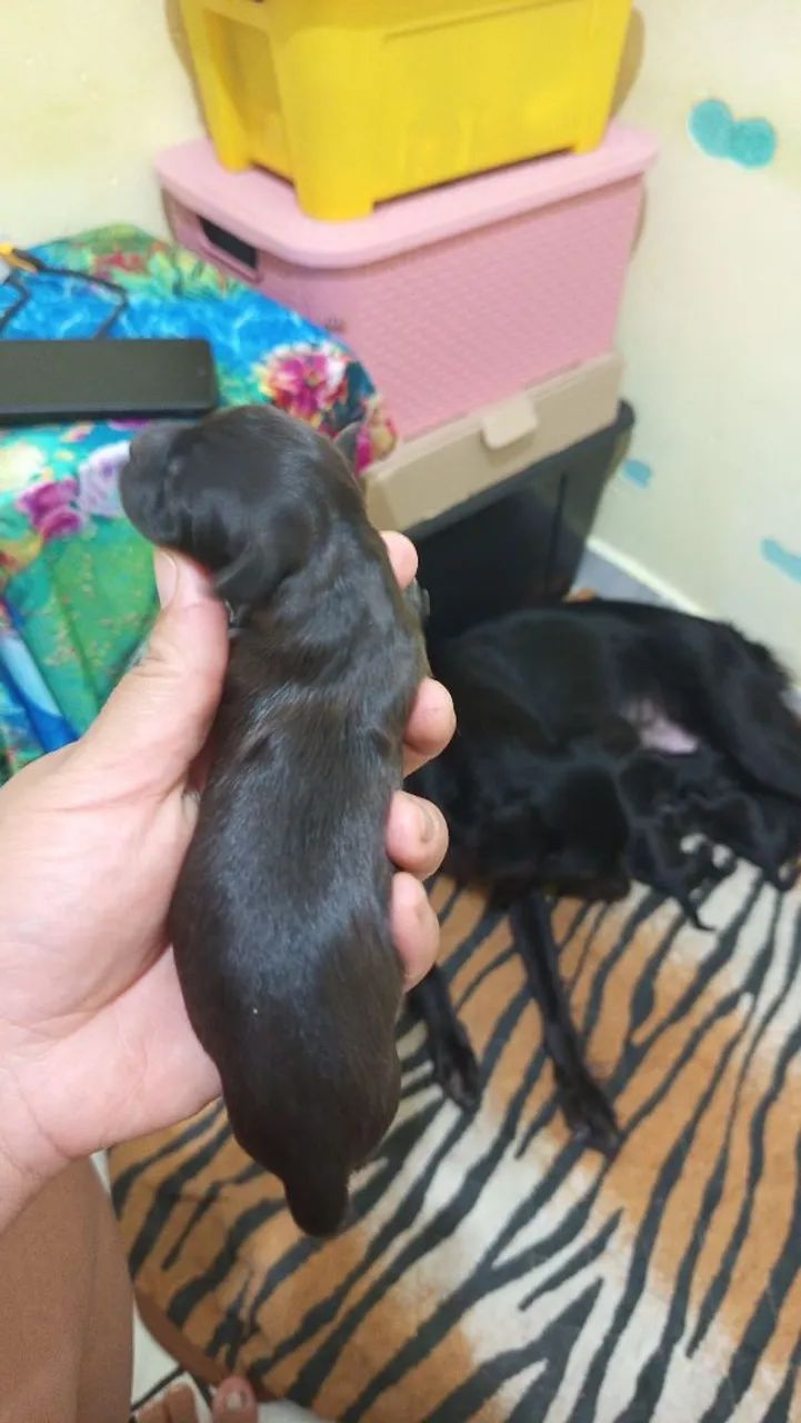 Doação  - Foto 3