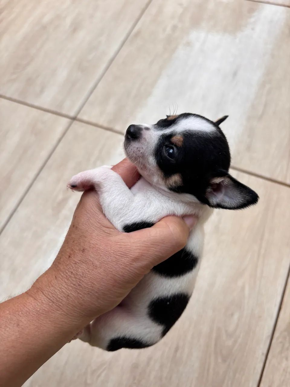 Pinscher fêmea  - Foto 3