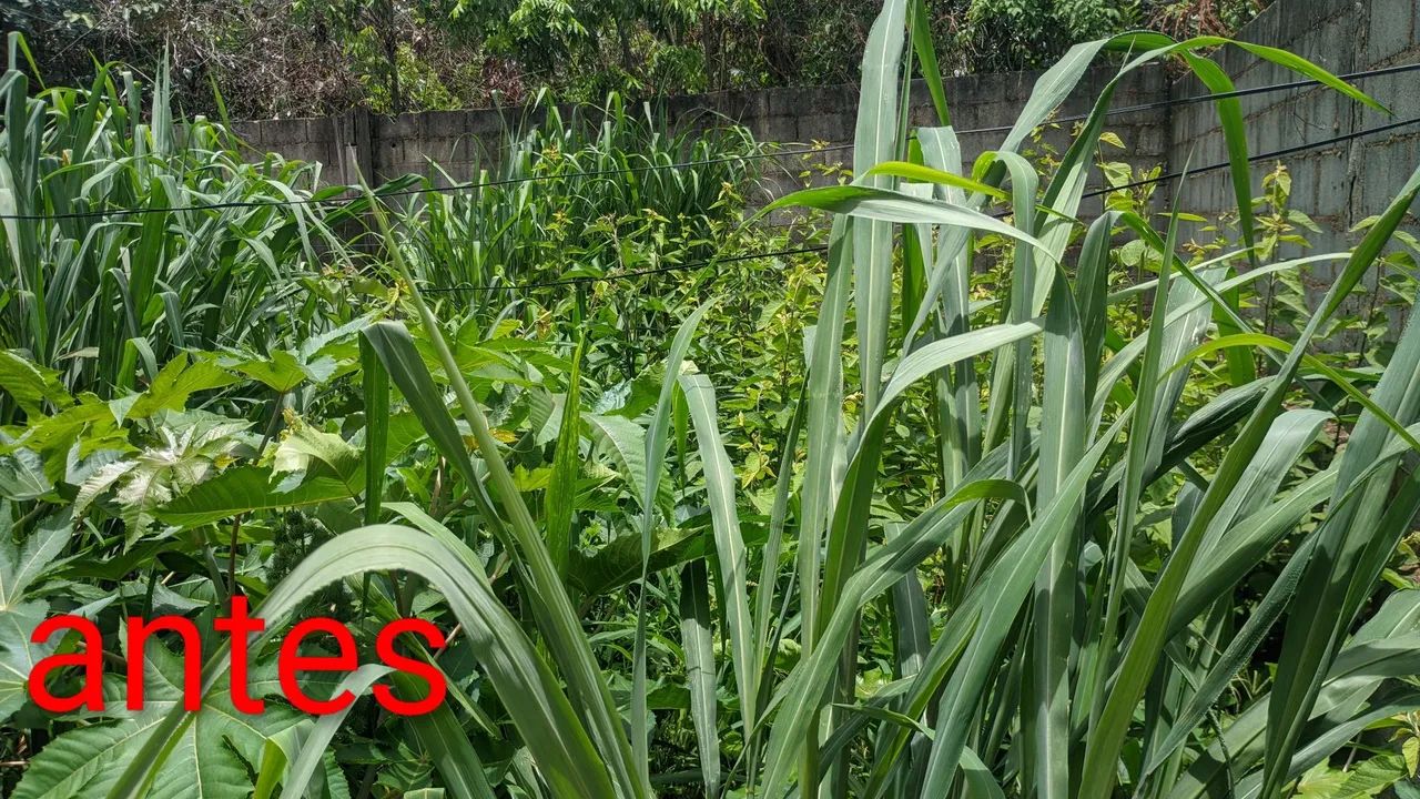 servicos com roçadeira  - Foto 2