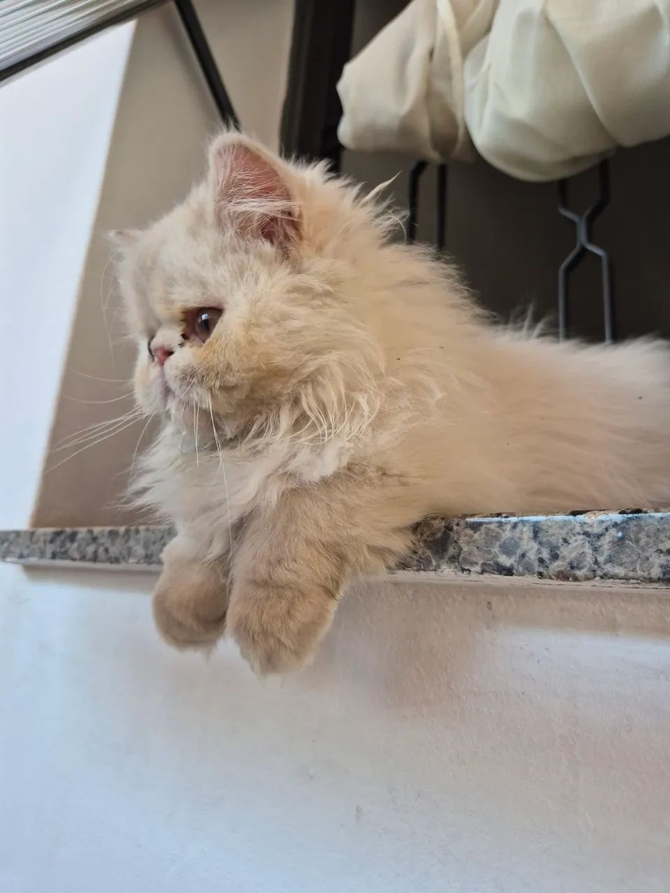 Gato Persa - Foto 3