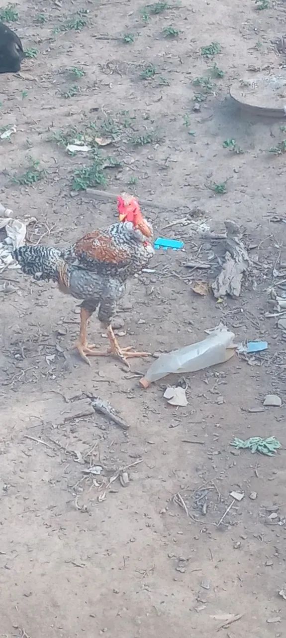 Vendo esse frango  - Foto 4