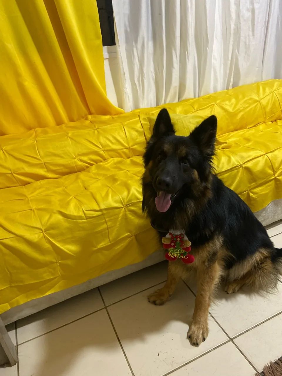 Cachorro Pastor alemão macho ( PARA CRUZAR)  - Foto 2