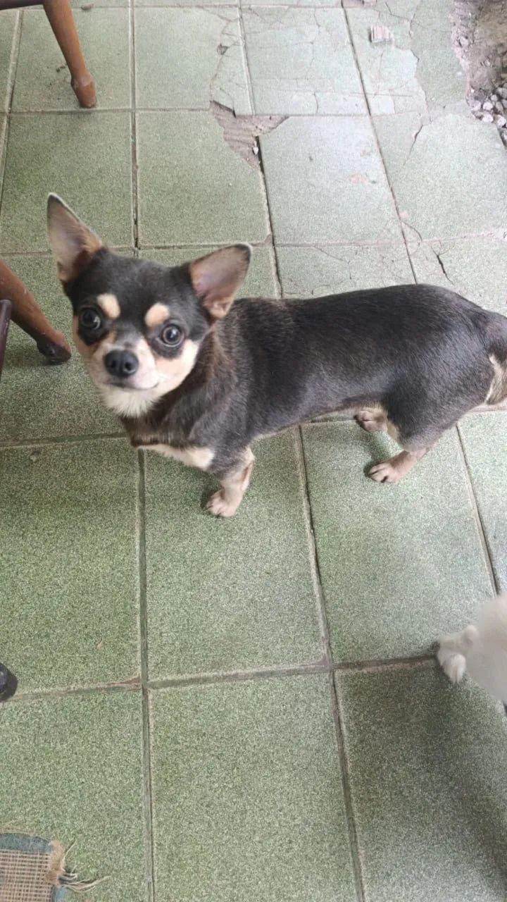 Chihuahua fêmea  - Foto 4