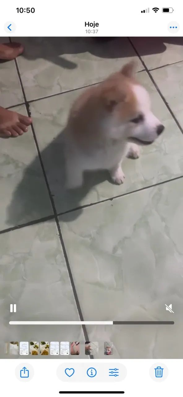 Husky seberiano  - Foto 3