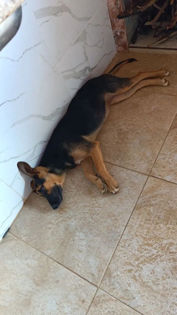 Doação  - Foto 4