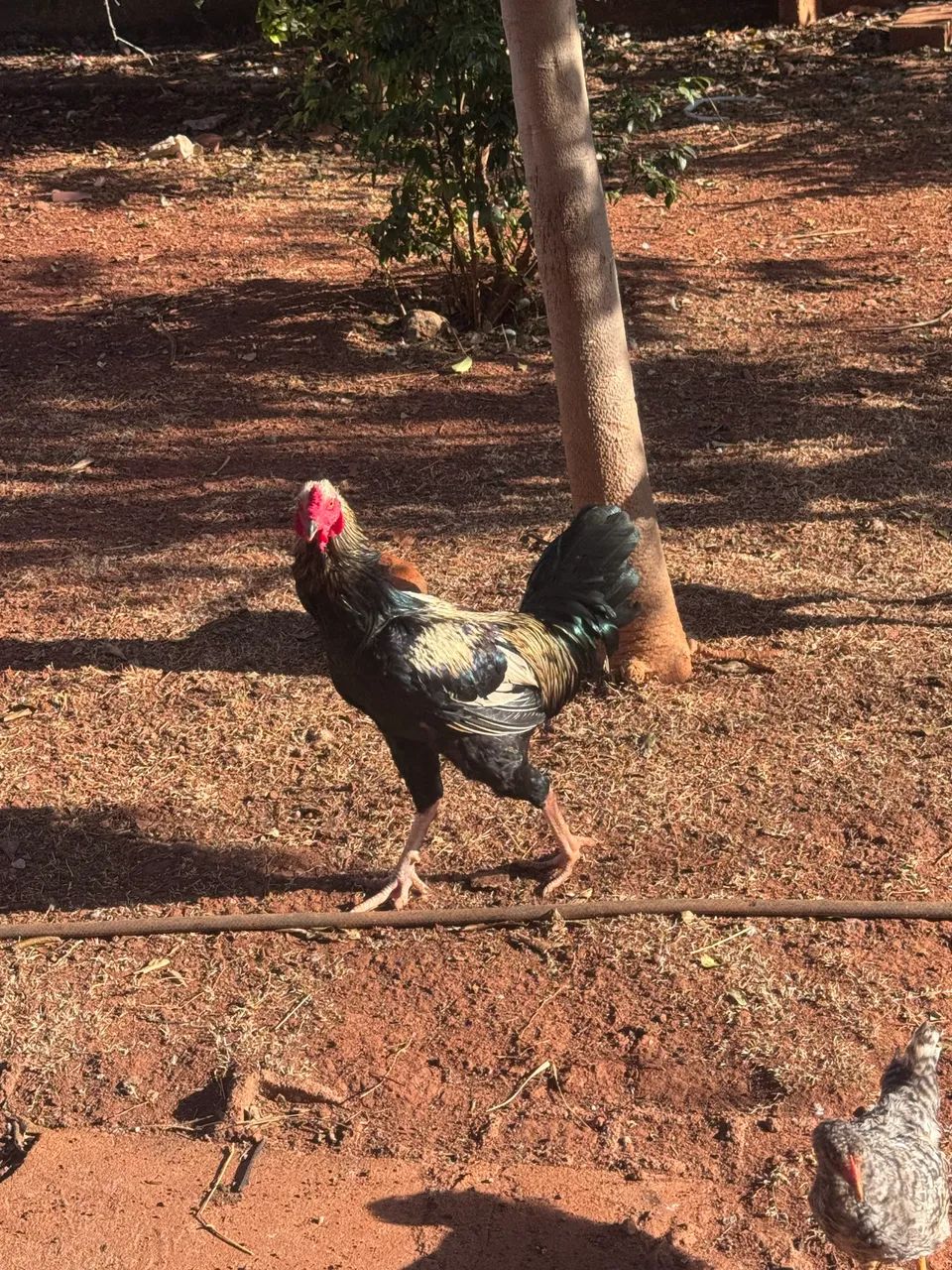 Frangão 